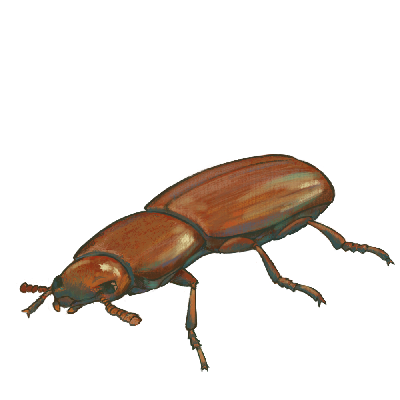 Flour beetle | TogoTV
